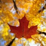Fall Saving’s
